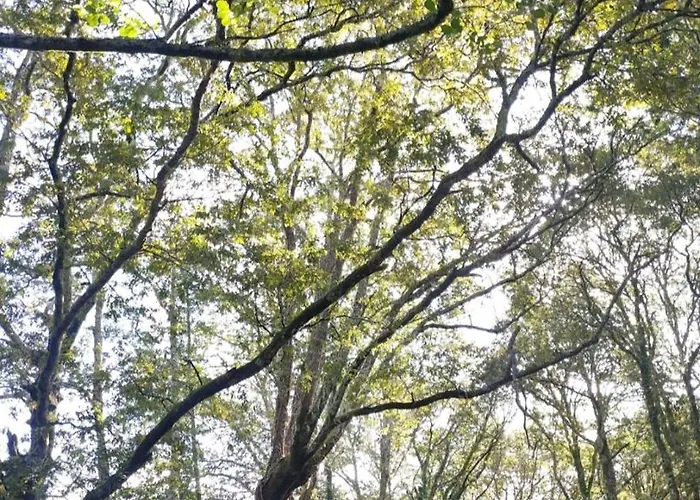 カントリーハウス Casa Da Rapadoira *